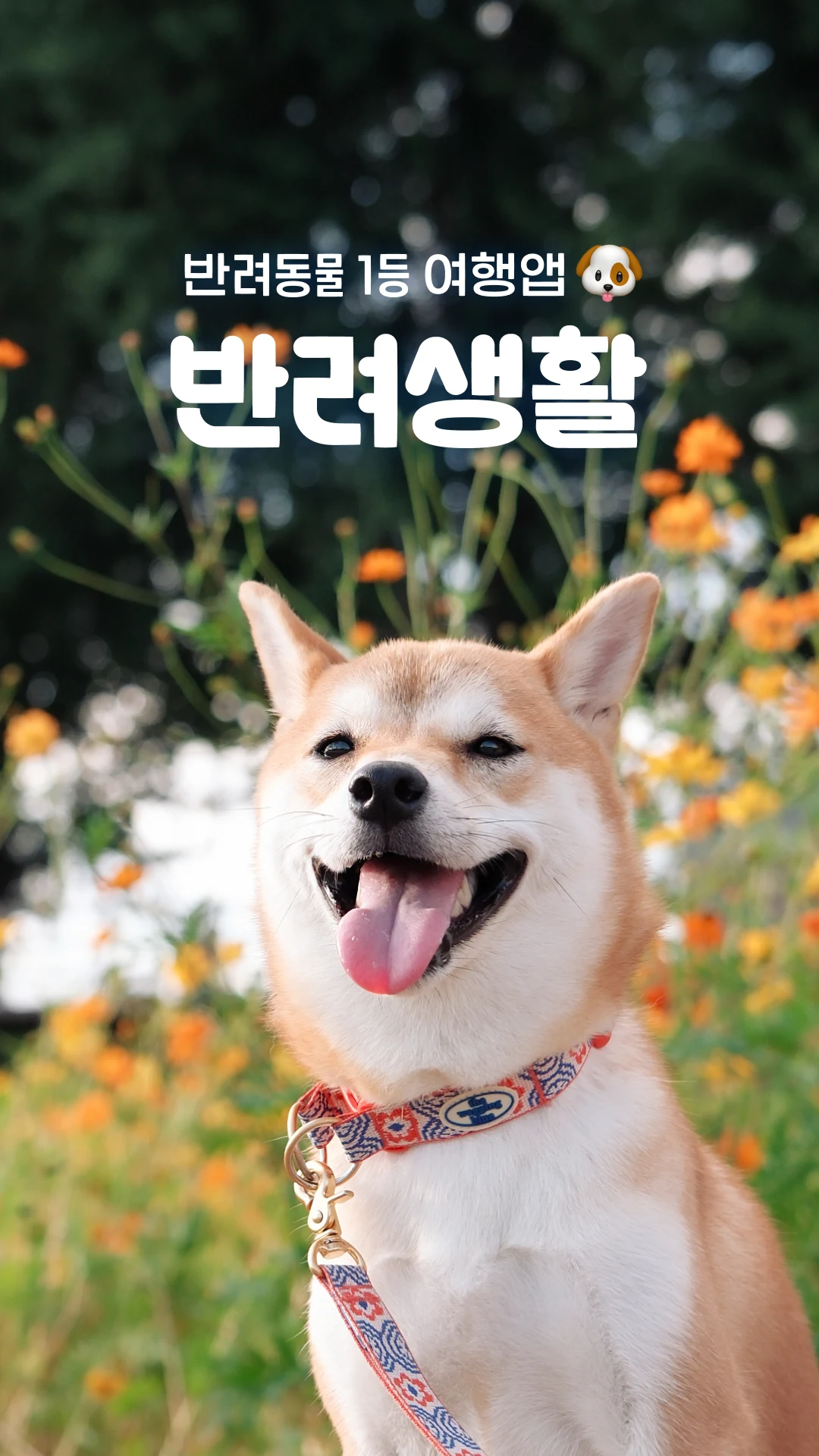 반려생활 - 반려동물 1등 여행앱 screenshot
